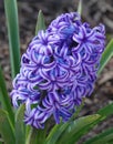Hyacinth plant in bloom