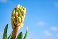 Hyacinth plant with flowers without hatching and long green leaves