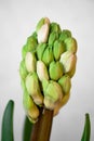 Hyacinth plant with flowers without hatching and long green leaves