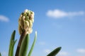 Hyacinth plant with flowers without hatching and long green leaves