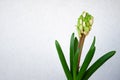 Hyacinth plant with flowers without hatching and long green leaves