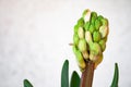 Hyacinth plant with flowers without hatching and long green leaves