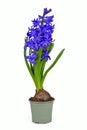 Hyacinth plant \'Hyacinthus Blue Pearl\' with blue blooming flowers in pot Royalty Free Stock Photo