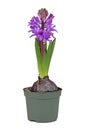 Hyacinth plant `Hyacinthus Purple Sensation` with violet blooming flowers in pot on white background Royalty Free Stock Photo