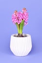 Hyacinth plant `Hyacinthus Scarlet Pearl` with pink blooming flowers in white pot Royalty Free Stock Photo