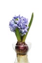 Hyacinth plant in a vase