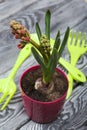 Hyacinth in a pot. Begins to bloom. Garden tools nearby. Primroses care