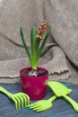 Hyacinth in a pot. Begins to bloom. Garden tools nearby. Primroses care