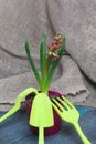 Hyacinth in a pot. Begins to bloom. Garden tools nearby. Primroses care