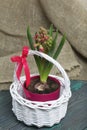 Hyacinth in a pot. Begins to bloom. Primroses care