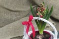 Hyacinth in a pot. Begins to bloom. Primroses care