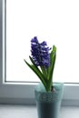 Hyacinth in the pot
