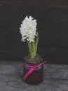 Hyacinth Royalty Free Stock Photo