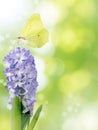 Hyacinth purple flower and butterfly vertical background