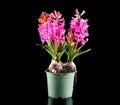 Hyacinth purple flowers growing in a pot, isolated on black background