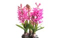 Hyacinth purple flowers growing in a pot, isolated on white background. Beautiful scented spring blooming jacinth flower