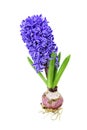 Hyacinth Royalty Free Stock Photo