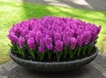 Hyacinth Purple Sensation Royalty Free Stock Photo