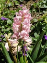 hyacinth - rosy flower blooms in garden Royalty Free Stock Photo