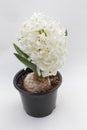 Hyacinth. Spring flowers hyacinth on white background, floral pattern Royalty Free Stock Photo