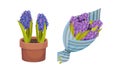 Hyacinth spring flowers set. Blloming bulbous plants in flowerpot and bouquet vector illustration