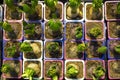 Hyacinth sprout top view, several young hyacinth plants in small pots, ornamental flower seedling