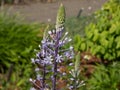 Hyacinth Squill (Scilla hyacinthoides) boasting tall flower spikes bearing hundreds of small star-shaped violet flowers