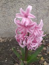 Hyacinth ,strongly fragrant sorting flower!