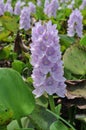 Hyacinth