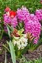 Hyacinth and a tulips in a garden arrangement 