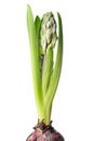 Hyacinth with an unopened bud. Blue hyacinthus, spring blooming perennials. Isolated on white