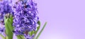 Hyacinth violet flowers close up, on purple background. Beautiful scented spring blooming jacinth flower