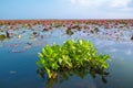 Hyacinth on the water and lotus in lake Royalty Free Stock Photo