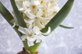 Hyacinth white flower head close-up bouquet, Fragrant spring flower, Blooming Hyacinthus