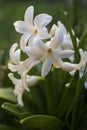 Hyacinth white flowers in my garden .Simple green background Royalty Free Stock Photo