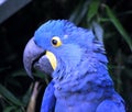 Hyacinthe macaw head Royalty Free Stock Photo