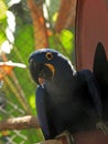 Hyacinthe Macaw