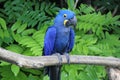 Hyacinthe macaw standing on a branch Royalty Free Stock Photo