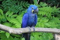 Hyacinthe macaw standing on a branch