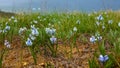 Hyacinthella pallasiana - flowering plants in the steppe on the shore