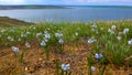 Hyacinthella pallasiana - flowering plants in the steppe on the shore