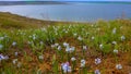 Hyacinthella pallasiana - flowering plants in the steppe on the shore