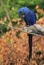 Hyacinthine macaw Royalty Free Stock Photo