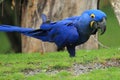 Hyacinthine macaw Royalty Free Stock Photo