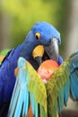 Hyacinthine macaw Royalty Free Stock Photo