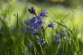 Hyacinthoides hispanica light blue flowering bells plant, group of beautiful springtime spanish bluebell flowers in bloom Royalty Free Stock Photo