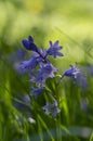 Hyacinthoides hispanica light blue flowering bells plant, group of beautiful springtime spanish bluebell flowers in bloom Royalty Free Stock Photo