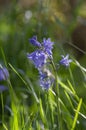 Hyacinthoides hispanica light blue flowering bells plant, group of beautiful springtime spanish bluebell flowers in bloom Royalty Free Stock Photo