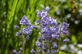 Hyacinthoides hispanica light blue flowering bells plant, group of beautiful springtime spanish bluebell flowers in bloom Royalty Free Stock Photo