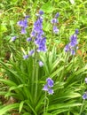 Hyacinthoides hispanica, the Spanish bluebel